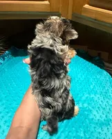 Diego , a male Yorkshire Terrier for sale in Alvord, IA – Photo 6 of 9