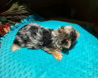 Diego , a male Yorkshire Terrier for sale in Alvord, IA – Photo 7 of 9