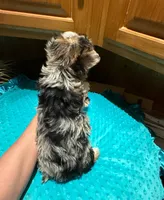 Diego , a male Yorkshire Terrier for sale in Alvord, IA – Photo 9 of 9