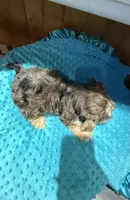 Winston, a male Yorkshire Terrier for sale in Alvord, IA – 5 of 7