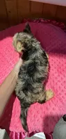 Rapunzel , a female Yorkshire Terrier for sale in Alvord, IA – 4 of 7