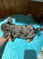 Picasso jr, a male Yorkshire Terrier for sale in Alvord, IA – 3 of 7