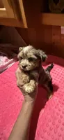 Denali, a female Yorkshire Terrier for sale in Alvord, IA – 8 of 10