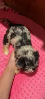 Jersey, a female Yorkshire Terrier for sale in Alvord, IA – 8 of 10