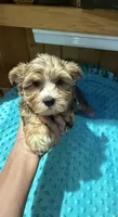 Bruce , a male Yorkshire Terrier for sale in Alvord, IA – 6 of 9