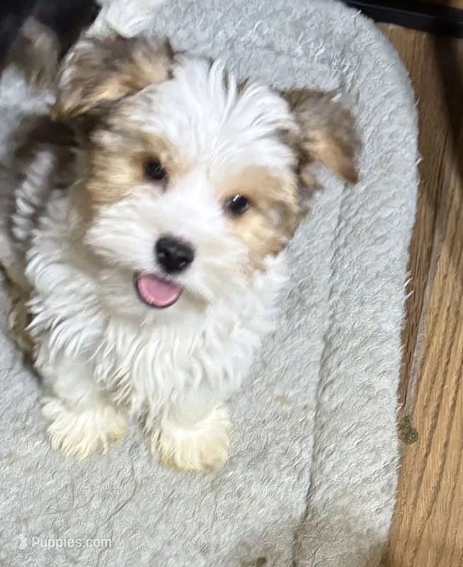 Harry – Yorkshire Terrier puppy for sale in Alvord, IA