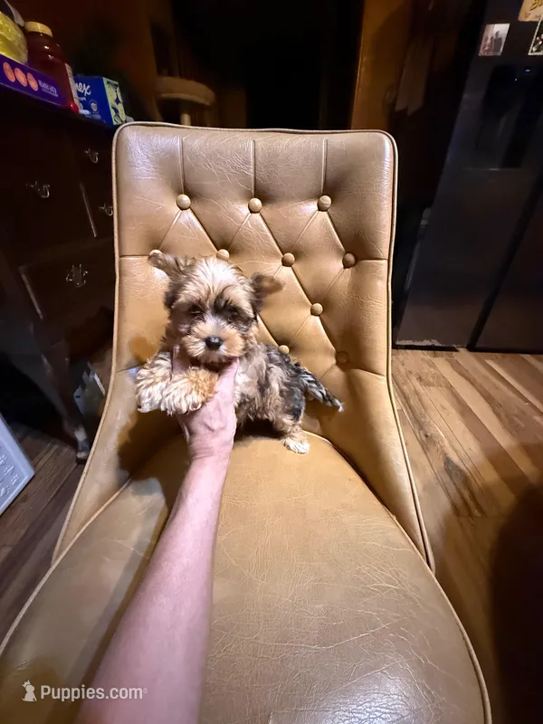 River – Yorkshire Terrier puppy for sale in Alvord, IA