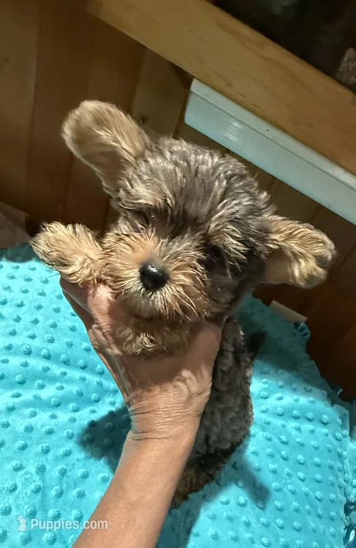 Picasso jr – Yorkshire Terrier puppy for sale in Alvord, IA