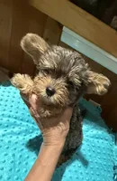 Picasso jr, a male Yorkshire Terrier for sale in Alvord, IA – 1 of 7