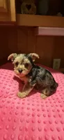 Sally, a female Yorkshire Terrier for sale in Alvord, IA – 10 of 10