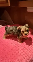Sally, a female Yorkshire Terrier for sale in Alvord, IA – 6 of 10