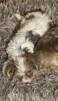 Daisy, a female Yorkshire Terrier for sale in Alvord, IA – 2 of 9