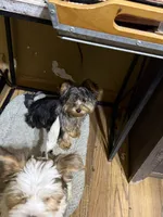 Diego, a male Yorkshire Terrier for sale in Alvord, IA – 8 of 10