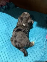 Rex, a male Yorkshire Terrier for sale in Alvord, IA – 7 of 7