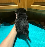 Midnight, a male Yorkshire Terrier for sale in Alvord, IA – Photo 4 of 7