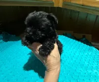 Midnight, a male Yorkshire Terrier for sale in Alvord, IA – Photo 7 of 7