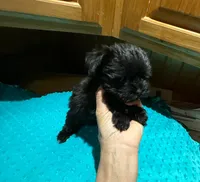 Midnight, a male Yorkshire Terrier for sale in Alvord, IA – Photo 3 of 7