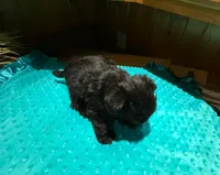 Midnight, a male Yorkshire Terrier for sale in Alvord, IA – Photo 5 of 7