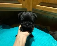 Midnight, a male Yorkshire Terrier for sale in Alvord, IA – Photo 6 of 7