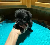 Midnight, a male Yorkshire Terrier for sale in Alvord, IA – Photo 2 of 7