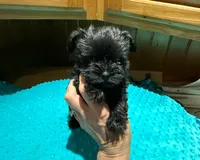 Midnight, a male Yorkshire Terrier for sale in Alvord, IA – Photo 1 of 7