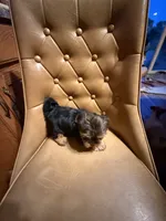 Max , a male Yorkshire Terrier for sale in Alvord, IA – 5 of 7