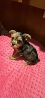 Sally, a female Yorkshire Terrier for sale in Alvord, IA – 3 of 10