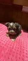 Denali, a female Yorkshire Terrier for sale in Alvord, IA – 3 of 10