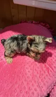 Rapunzel , a female Yorkshire Terrier for sale in Alvord, IA – 7 of 7