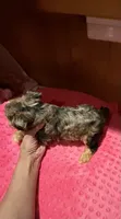 Denali, a female Yorkshire Terrier for sale in Alvord, IA – 2 of 10