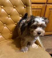 Buster, a male Yorkshire Terrier for sale in Alvord, IA – Photo 4 of 7