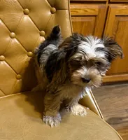 Buster, a male Yorkshire Terrier for sale in Alvord, IA – Photo 3 of 7