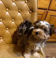 Buster, a male Yorkshire Terrier for sale in Alvord, IA – Photo 2 of 7