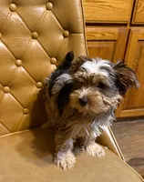 Buster, a male Yorkshire Terrier for sale in Alvord, IA – Photo 7 of 7