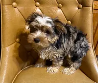 Buster, a male Yorkshire Terrier for sale in Alvord, IA – Photo 5 of 7