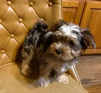 Buster, a male Yorkshire Terrier for sale in Alvord, IA – Photo 1 of 7