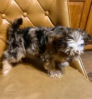 Buster, a male Yorkshire Terrier for sale in Alvord, IA – Photo 6 of 7