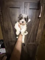 Dezi , a female Yorkshire Terrier for sale in Alvord, IA – 5 of 10