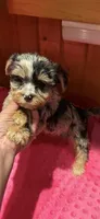 Jersey, a female Yorkshire Terrier for sale in Alvord, IA – 2 of 10