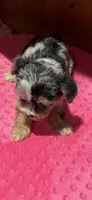 Jersey, a female Yorkshire Terrier for sale in Alvord, IA – 10 of 10