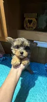 Sprinkles, a male Yorkshire Terrier for sale in Alvord, IA – 1 of 10