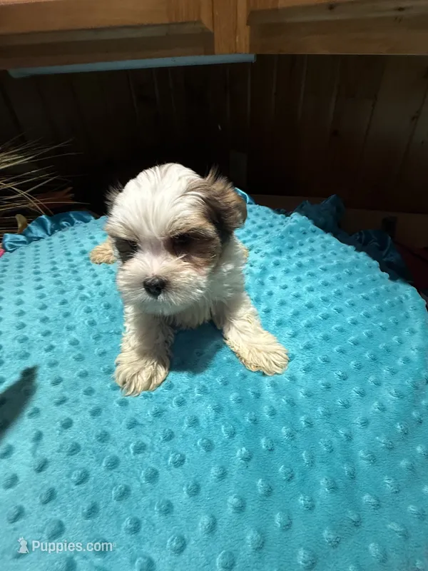 Harry – Yorkshire Terrier puppy for sale in Alvord, IA