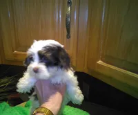 Cocoa, a male Yorkshire Terrier for sale in Alvord, IA – Photo 1 of 4