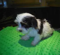 Cocoa, a male Yorkshire Terrier for sale in Alvord, IA – Photo 3 of 4