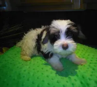 Cocoa, a male Yorkshire Terrier for sale in Alvord, IA – Photo 2 of 4
