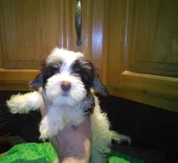 Cocoa, a male Yorkshire Terrier for sale in Alvord, IA – Photo 4 of 4