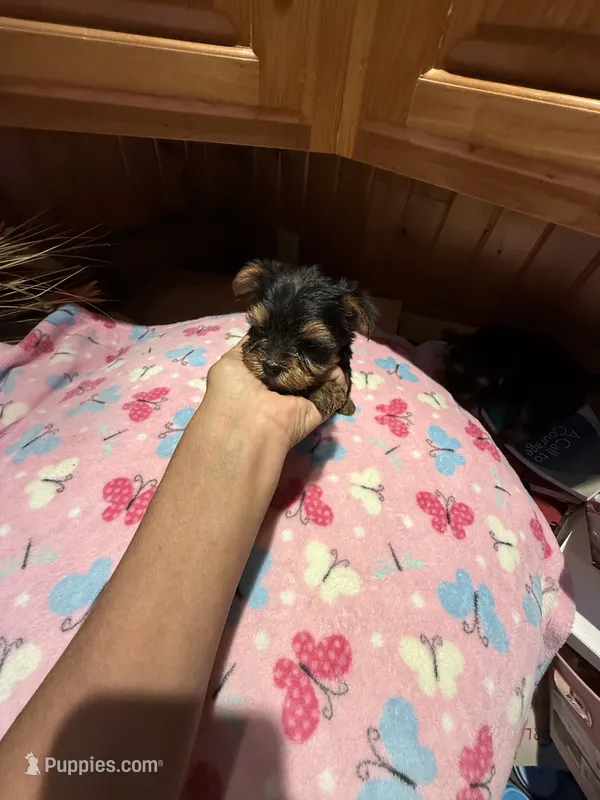 Bitsy – Yorkshire Terrier puppy for sale in Alvord, IA