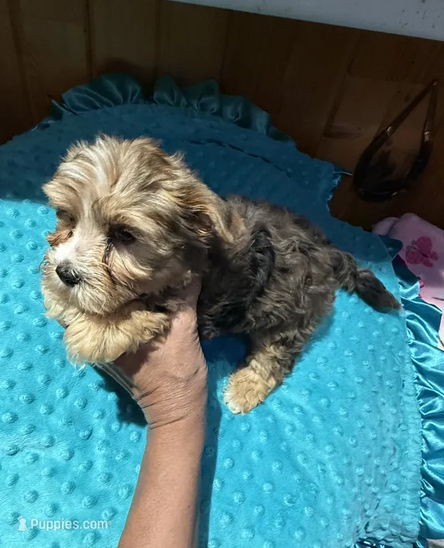 Bruce  – Yorkshire Terrier puppy for sale in Alvord, IA