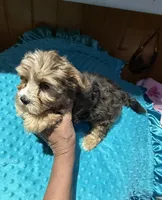 Bruce , a male Yorkshire Terrier for sale in Alvord, IA – 1 of 9