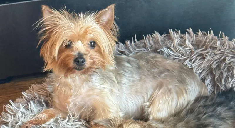 Rosie – Yorkshire Terrier puppy for sale in Alvord, IA